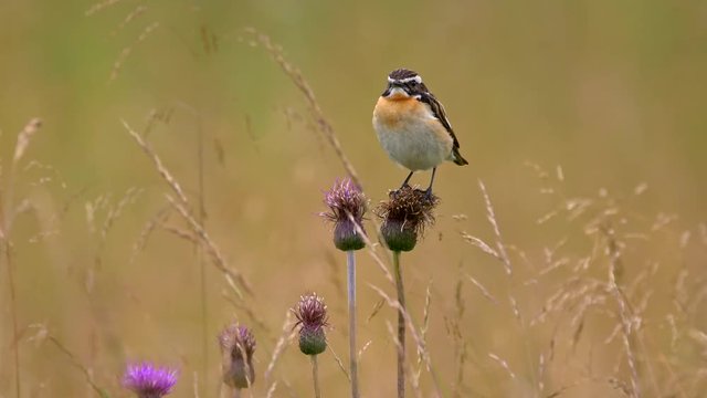 Whinchat (Saxicola rubetra) in meadow