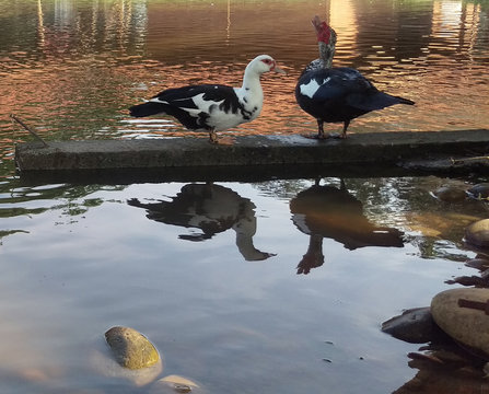 Patos 