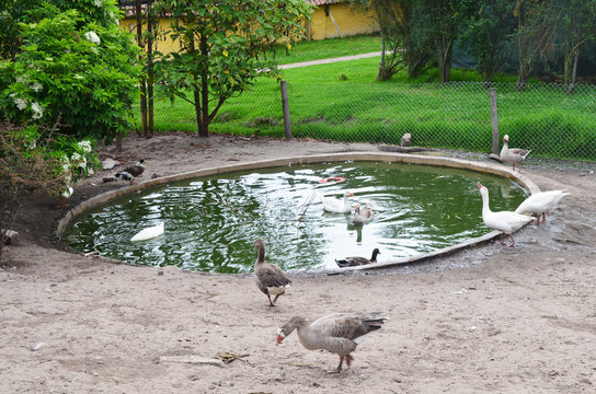 Patos 