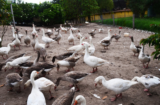 Patos 