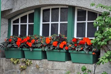 Fototapeta na wymiar Green flower planters on old window sill