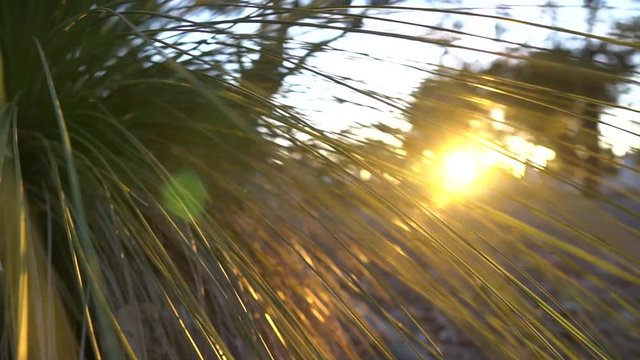 Balga tree in sunrise