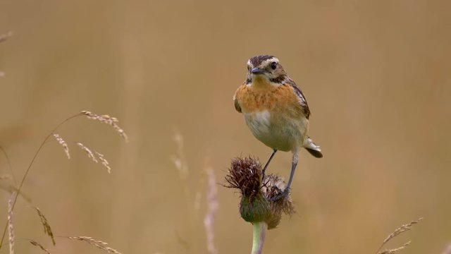 Whinchat (Saxicola rubetra) in meadow