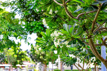 (Leelawadee) is a white flower. Popular in the park.