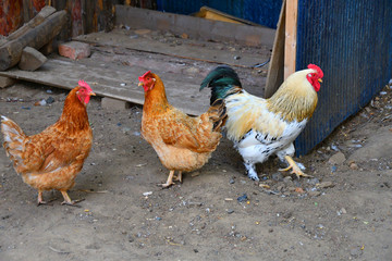 Rooster at the farm