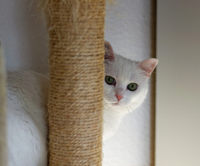 Katze beim spielen.