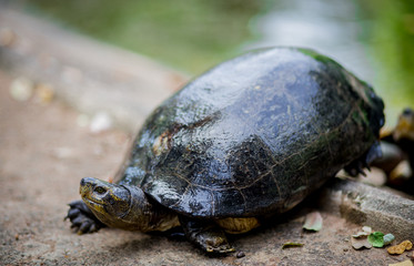(Turtles) are amphibians. Longer and longer, respectively.