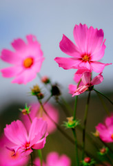 Cosmos is a colorful flower. Can be planted for decoration.