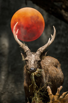 Double exposure of deer with the blood moon 