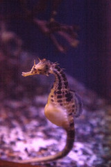 Potbellied seahorse Hippocampus abdominalis © SailingAway