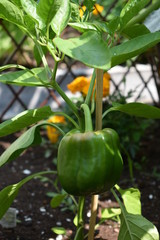 Green Pepper Plant