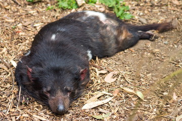 Close up image of a sleeping Tasmanian Devil (Sarcophilus harrisii) with copy space