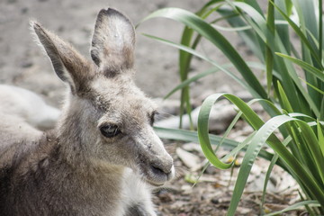 Wallaby are middle-sized marsupial mammals belonging to the kangaroo family, Macropodidae