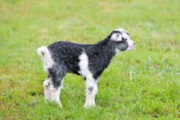 Naklejka na ściany i meble Grey and white baby kid goat in grassy paddock