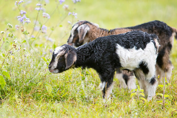 Two baby kid goats in grassy meadow