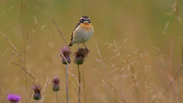 Whinchat (Saxicola rubetra) in meadow