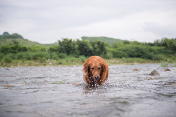 Golden retriever playing in the water
