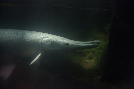 Leucistic Alligator Gar Atractosteus Spatula