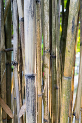Old green yellow bamboo for  abstract background