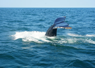 Fototapeta premium tail of humpback whale in the ocean during whale watch trip