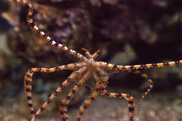 Wunderpus octopus Wunderpus photogenicus