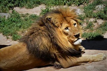 Obraz premium king of the zoo