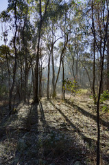 Fototapeta premium Leading Shadows vert