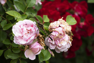 とんぼとばら 2