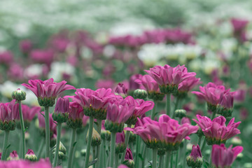 Colorful Chrysanthemum flower.Sometimes called mums or chrysanths.(Dendranthemum grandifflora)