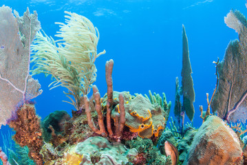 A coral seascape. This beautiful scene is part of an underwater reef in the tropical Caribbean sea. This coral is home to an abundance of marine life