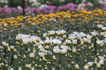 Colorful Chrysanthemum flower.Sometimes called mums or chrysanths.(Dendranthemum grandifflora)