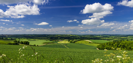 Summer Countryside Scene in Blackmore Vale and Vale of Wardour