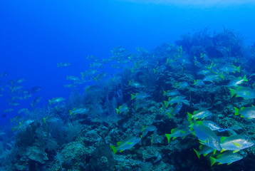 Fototapeta na wymiar A school of jacks are going about their business on the tropical reef of Grand Cayman. These fish like to live in a specific area and are a valuable part of the natural food chain