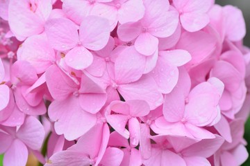 Hydrangea blooms on the background of the summer, in Taiwan.