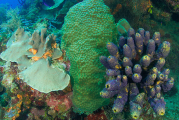 A coral seascape. This beautiful scene is part of an underwater reef in the tropical Caribbean sea. This coral is home to an abundance of marine life