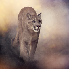 Florida panther or cougar painting © SunnyS