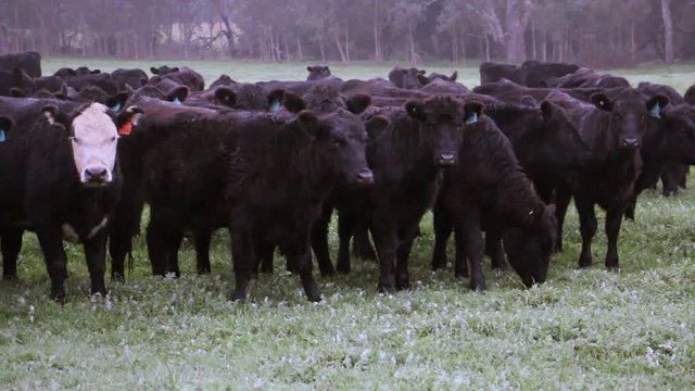 Brown cows grazing in a paddock in winter tight shot