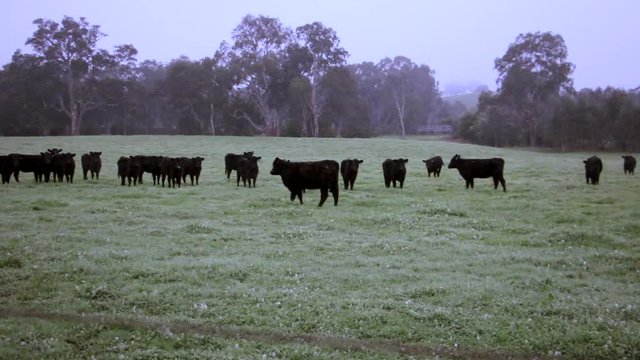 Brown cows in a paddock in winter wide shot