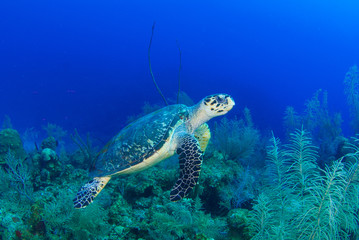 Obraz na płótnie Canvas A hawksbill turtle set against the background of a tropical coral reef. The photo was taken in Grand Cayman in the Caribbean