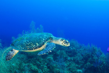 Naklejka na ściany i meble A hawksbill turtle set against the background of a tropical coral reef. The photo was taken in Grand Cayman in the Caribbean