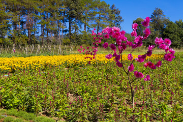 Planting crop Celosia argentea and marigold