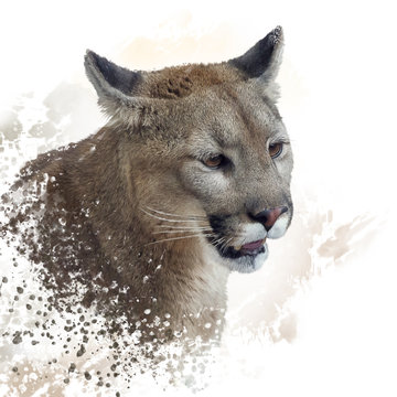 Florida panther or cougar painting
