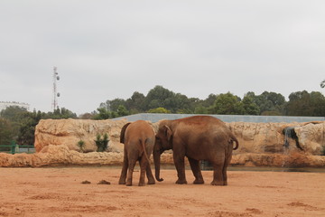 elephant in zoo rabat morocco