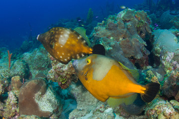 Fototapeta na wymiar A pair of filefish wander around the tropical coral reef. These fish live on the reef itself as it is a source of food and shelter for them