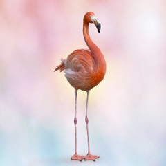 Pink flamingo painting