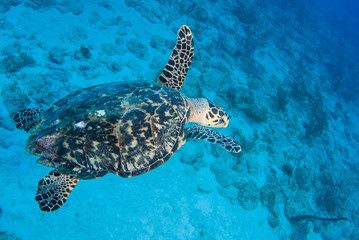 A hawksbill turtle set against the background of a tropical coral reef. The photo was taken in Grand Cayman in the Caribbean