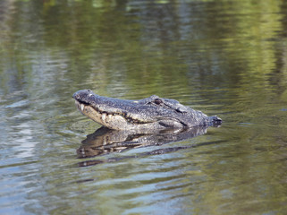 American alligator looking out of water