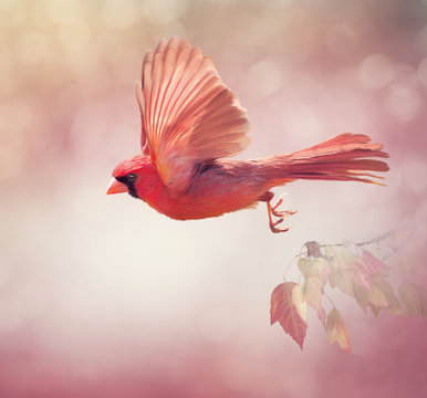 Northern Cardinal Flying  ,watercolor painting
