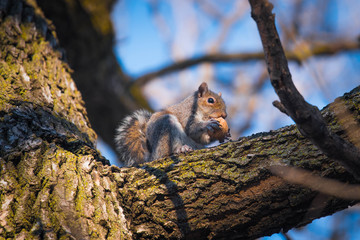 Squirrel In WInter