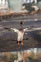 Mallard with Wings Open